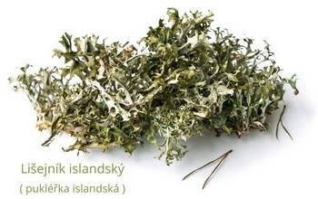 lišejník islandský